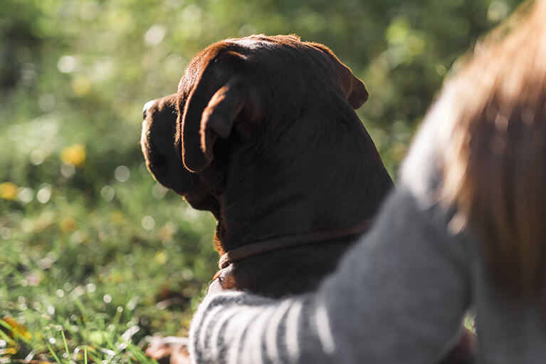 10 razones para adoptar a un perro adulto